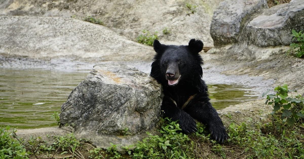 Rescued bears resting at the Ninh Binh Bear Sanctuary.