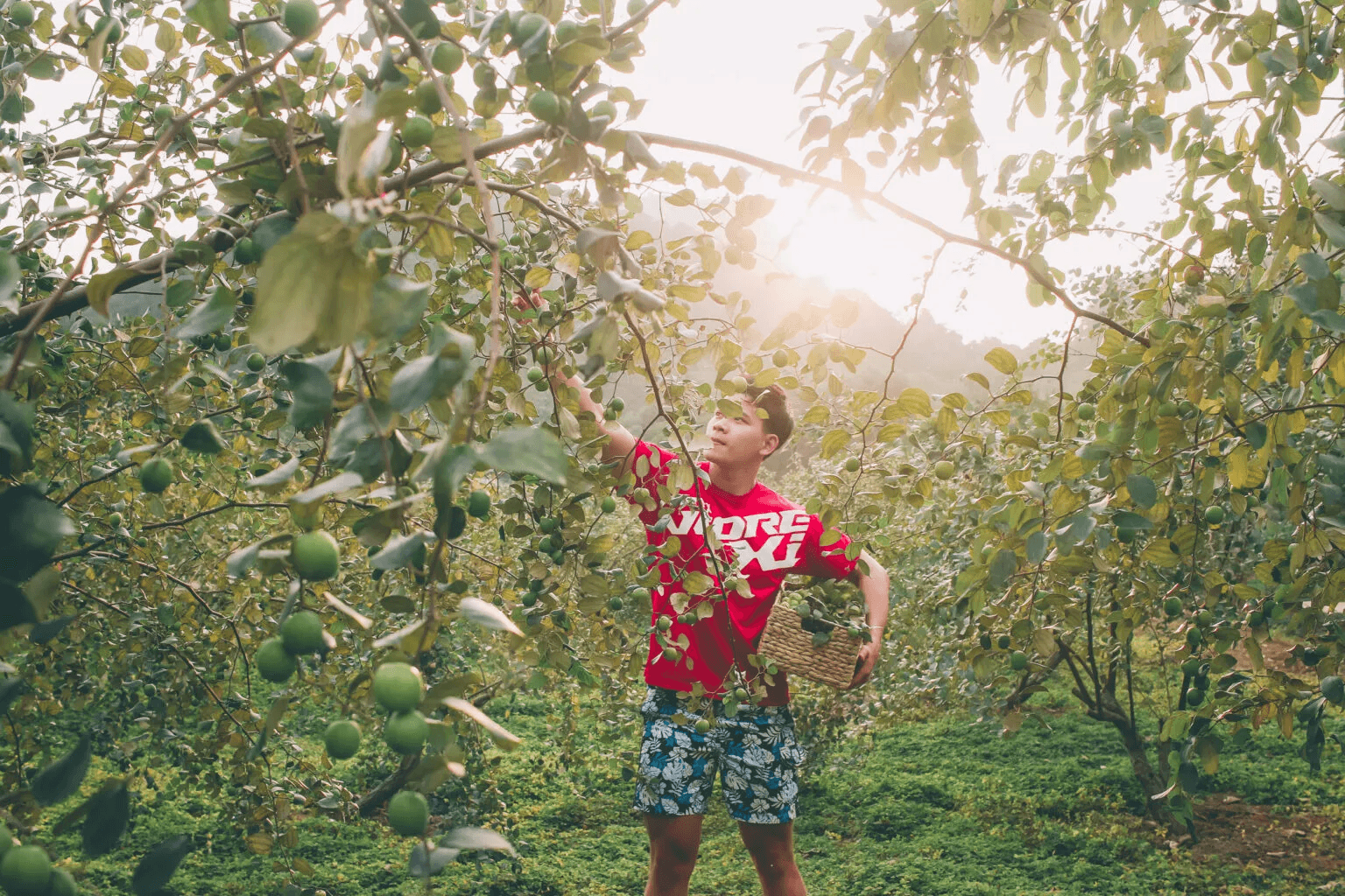 Fresh tropical fruits offered at local Ninh Binh orchards