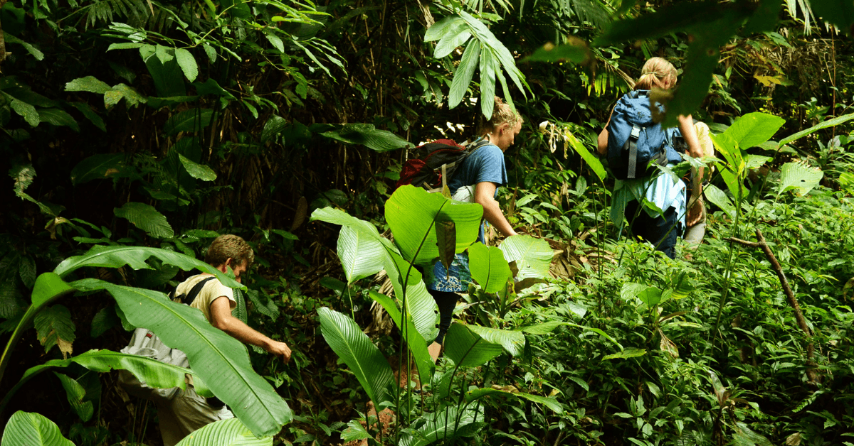 Exploring dense forests under cool shade.