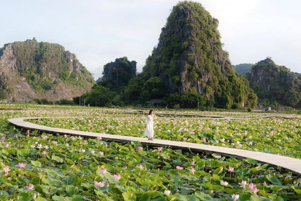 Summer lotus ponds at the base of Mua Mountain.