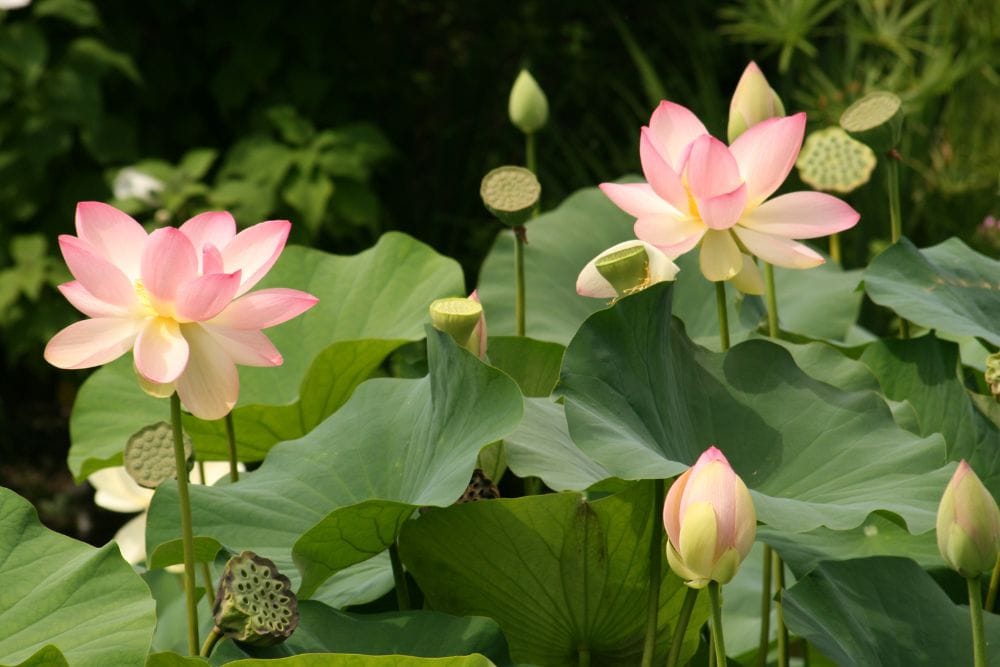 vietnam climate and weather 7