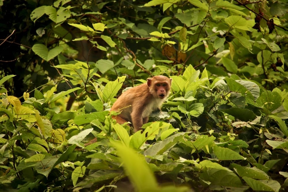 The rich biodiversity preserved in the Van Long Lagoon Wetland Nature Reserve.