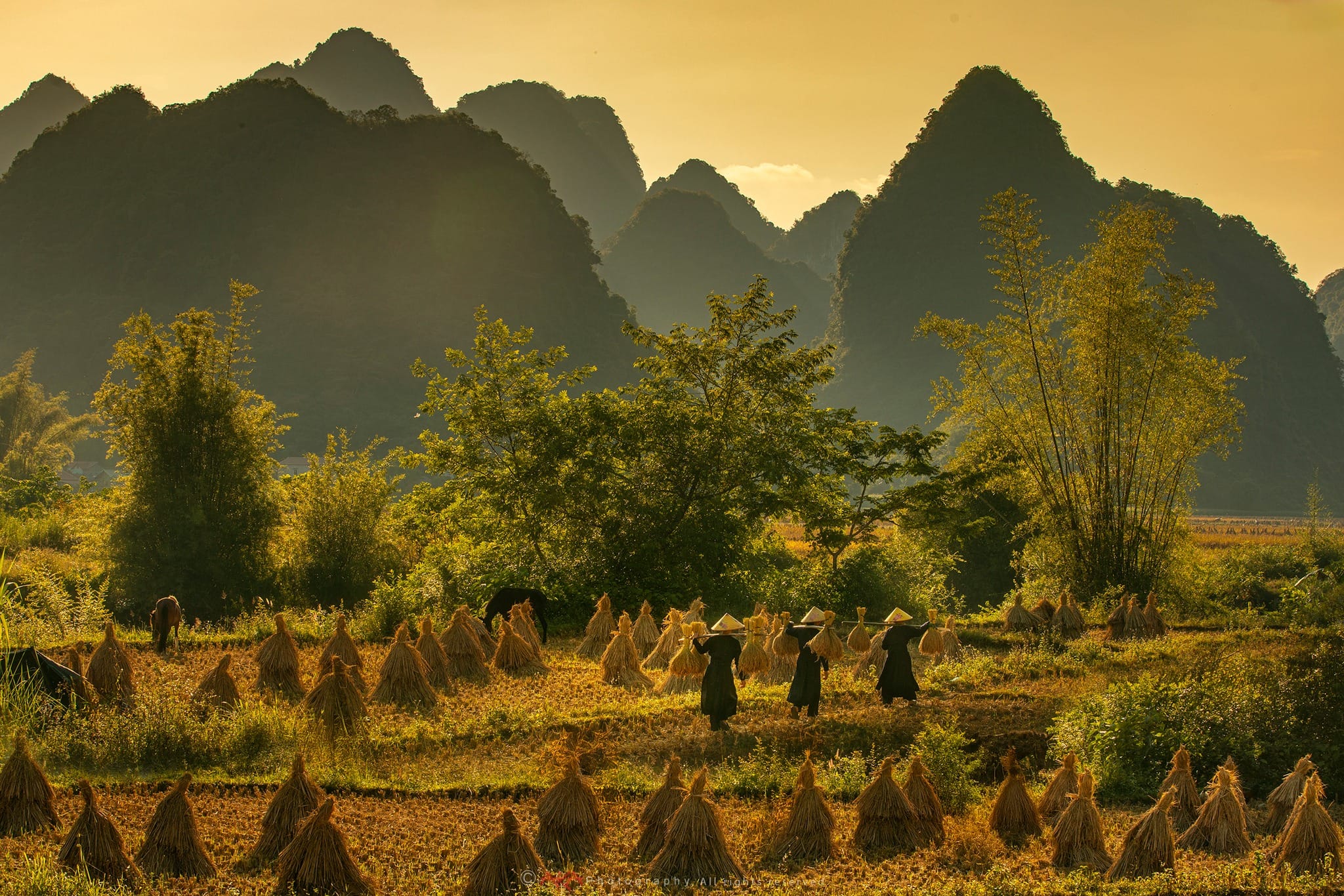 A visual journey through the most iconic and breathtaking landmarks of Northern Vietnam.