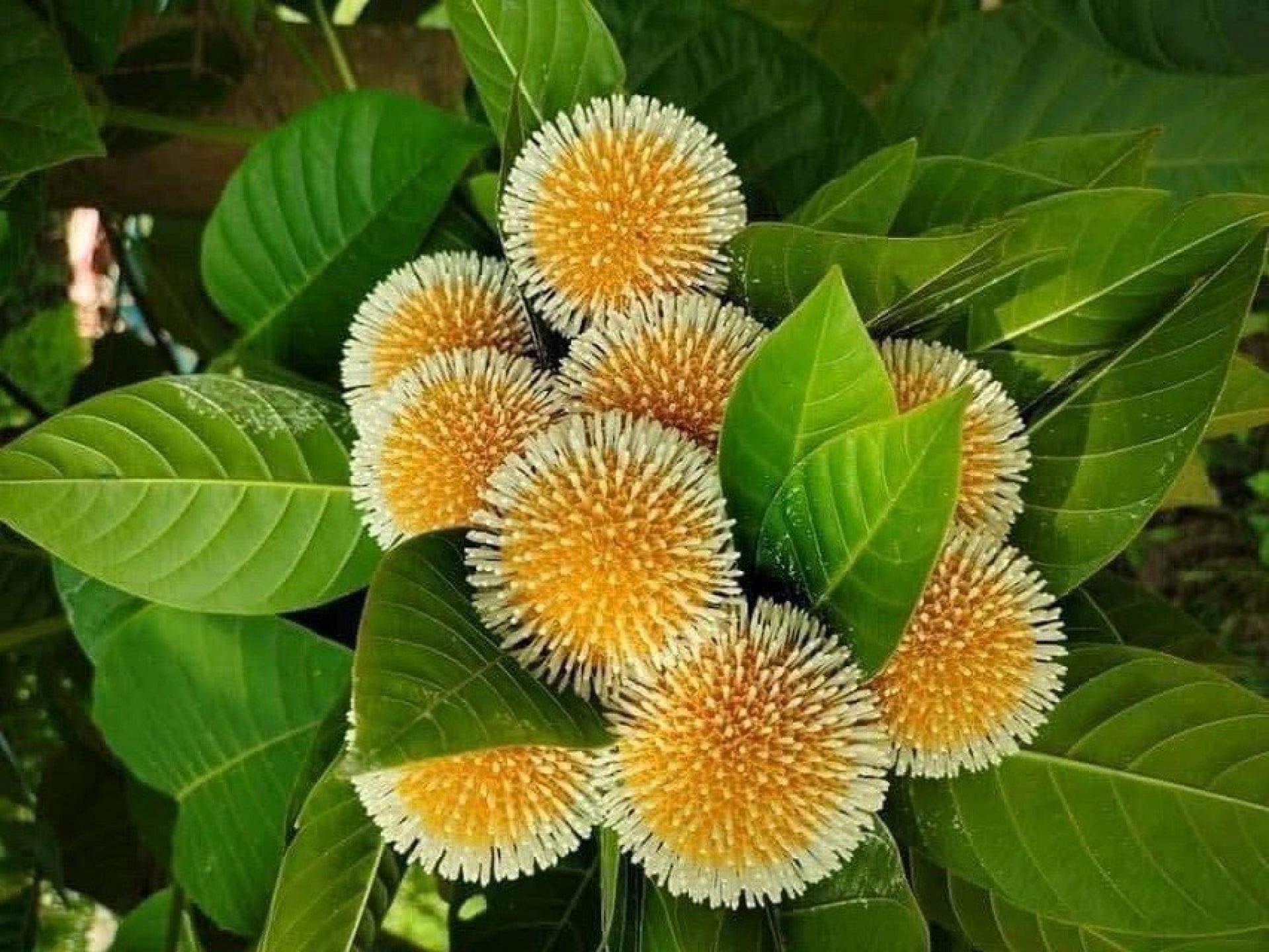 cay gao long 10