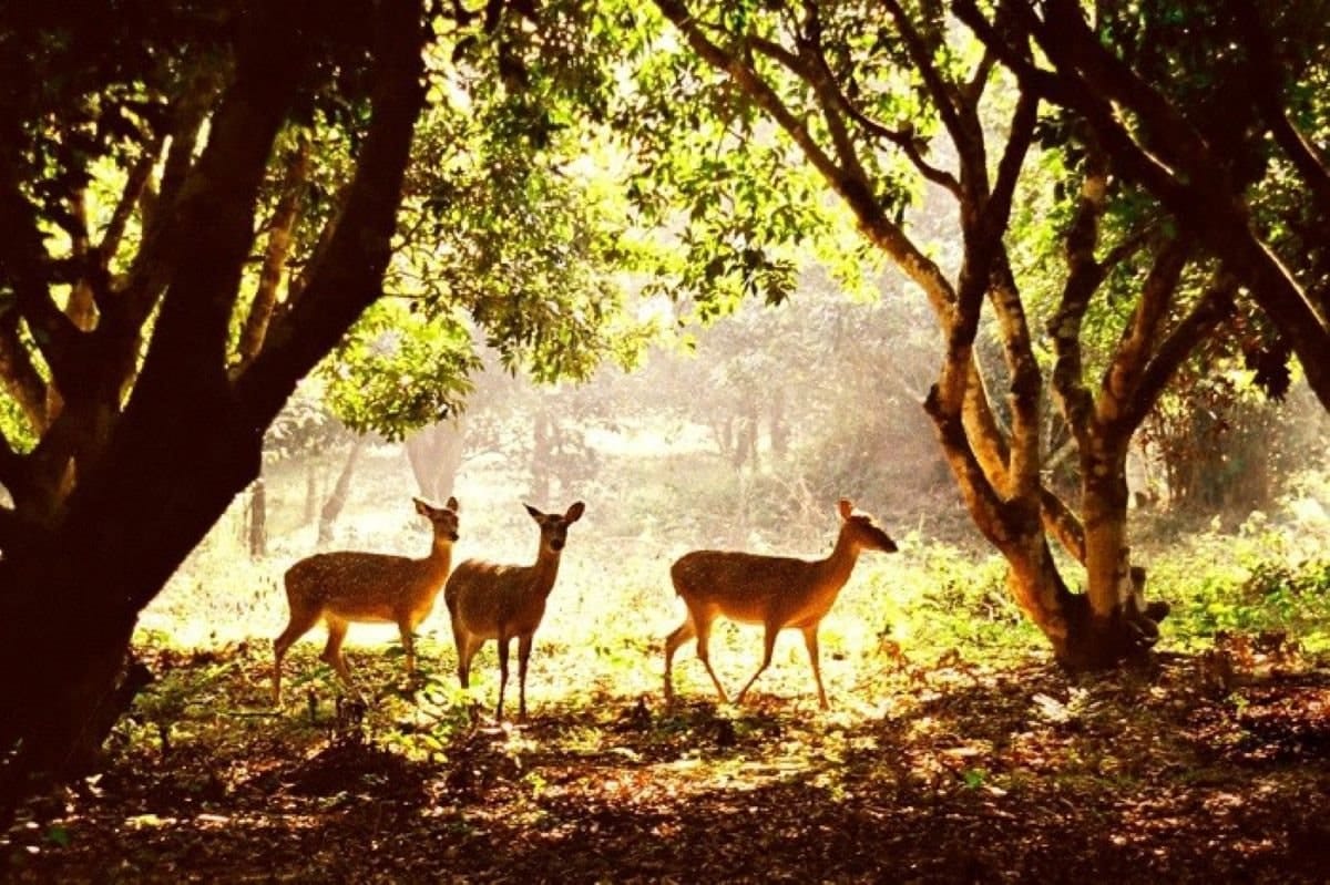 The diverse tropical rainforest, home to 2,234 plant species and 135 mammal species.