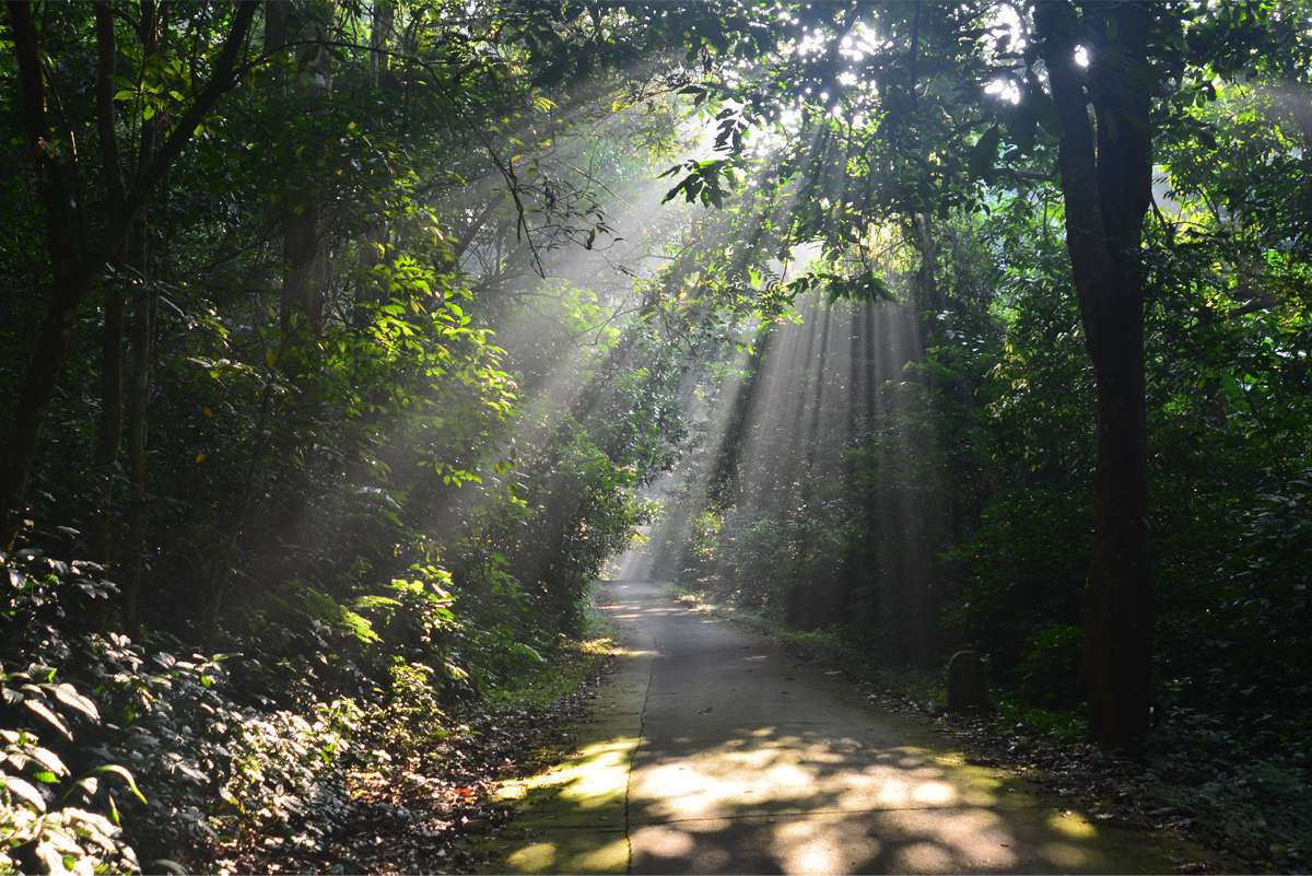 Cool, pleasant weather during the dry season (December to April), ideal for deep forest trekking.