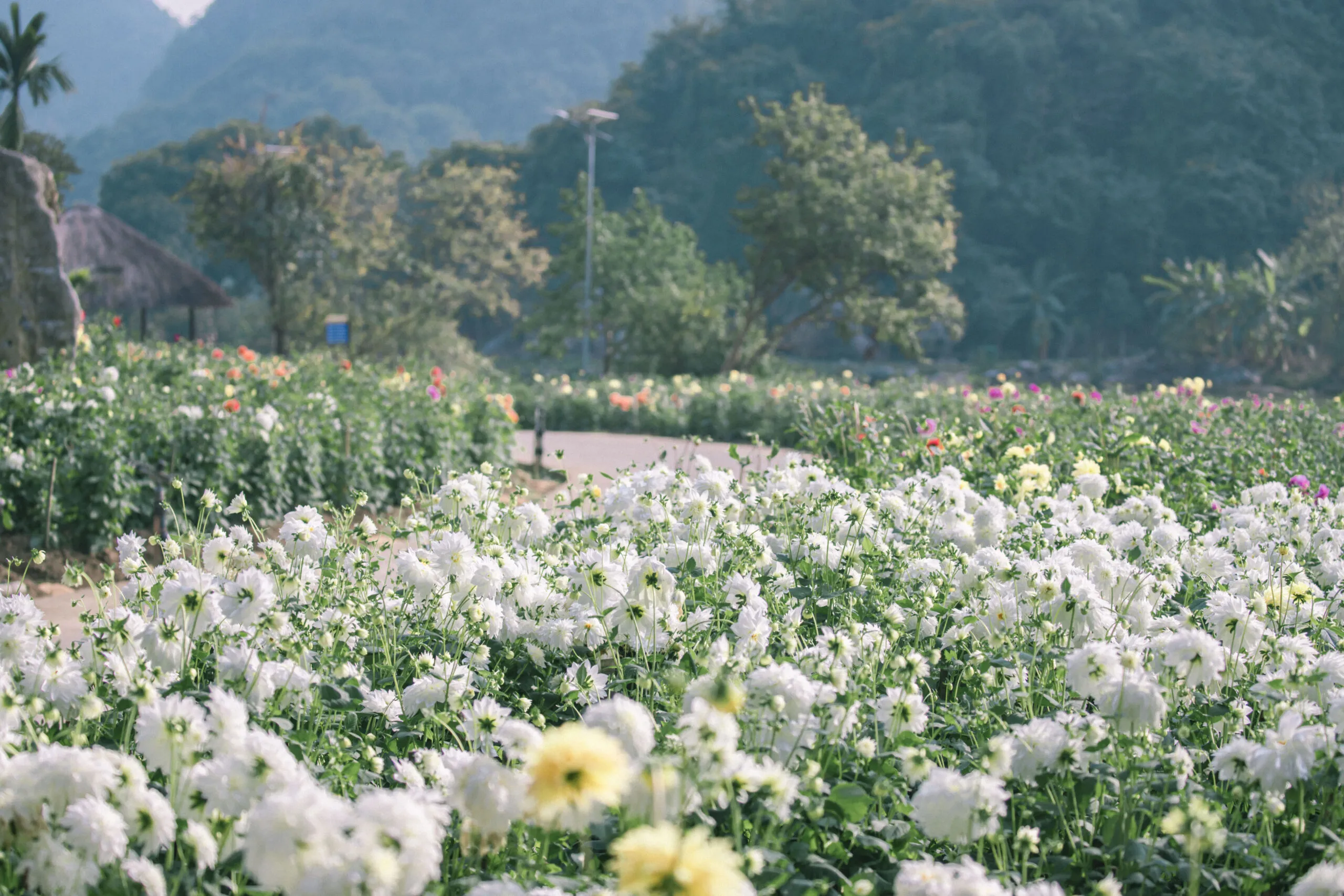 A field of seasonal blooms, showcasing vibrant flower displays and artistic arrangements .