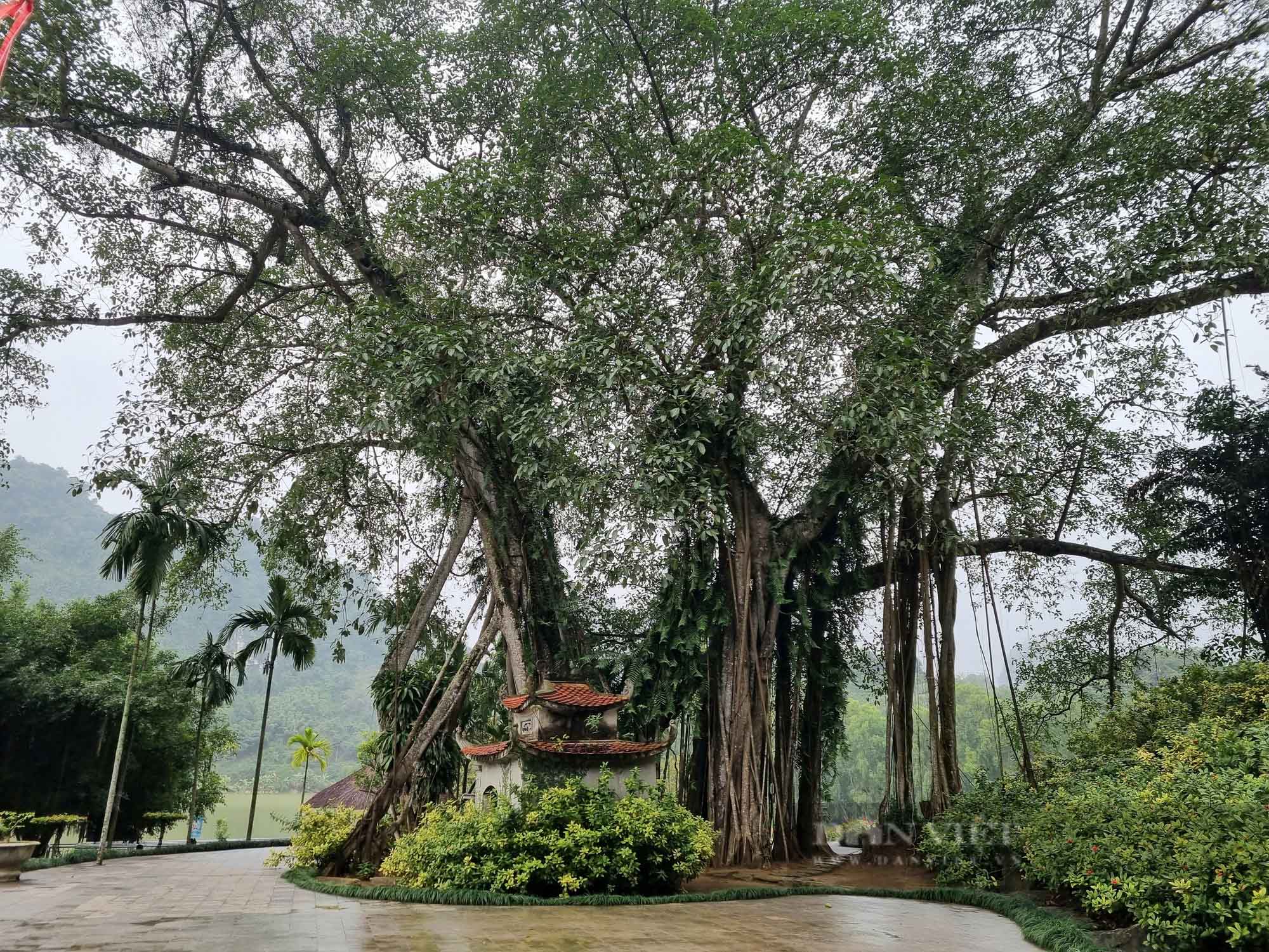 The ancient Thousand-Year “Moving” Banyan Tree, known for its unusual, shifting growth pattern.