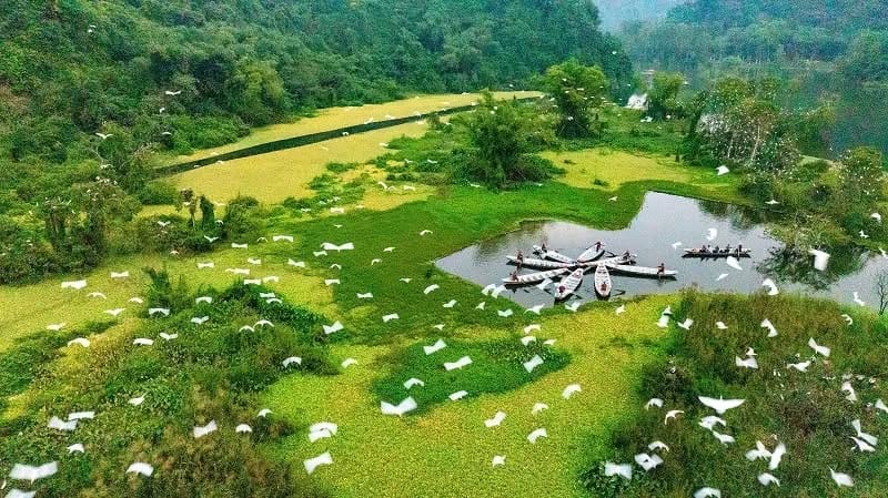 Is a Ninh Binh from Hanoi Tour Worth It? Here’s What You Should Know Thousands of white storks returning to their nests at sunset in the picturesque Thung Nham Bird Park.