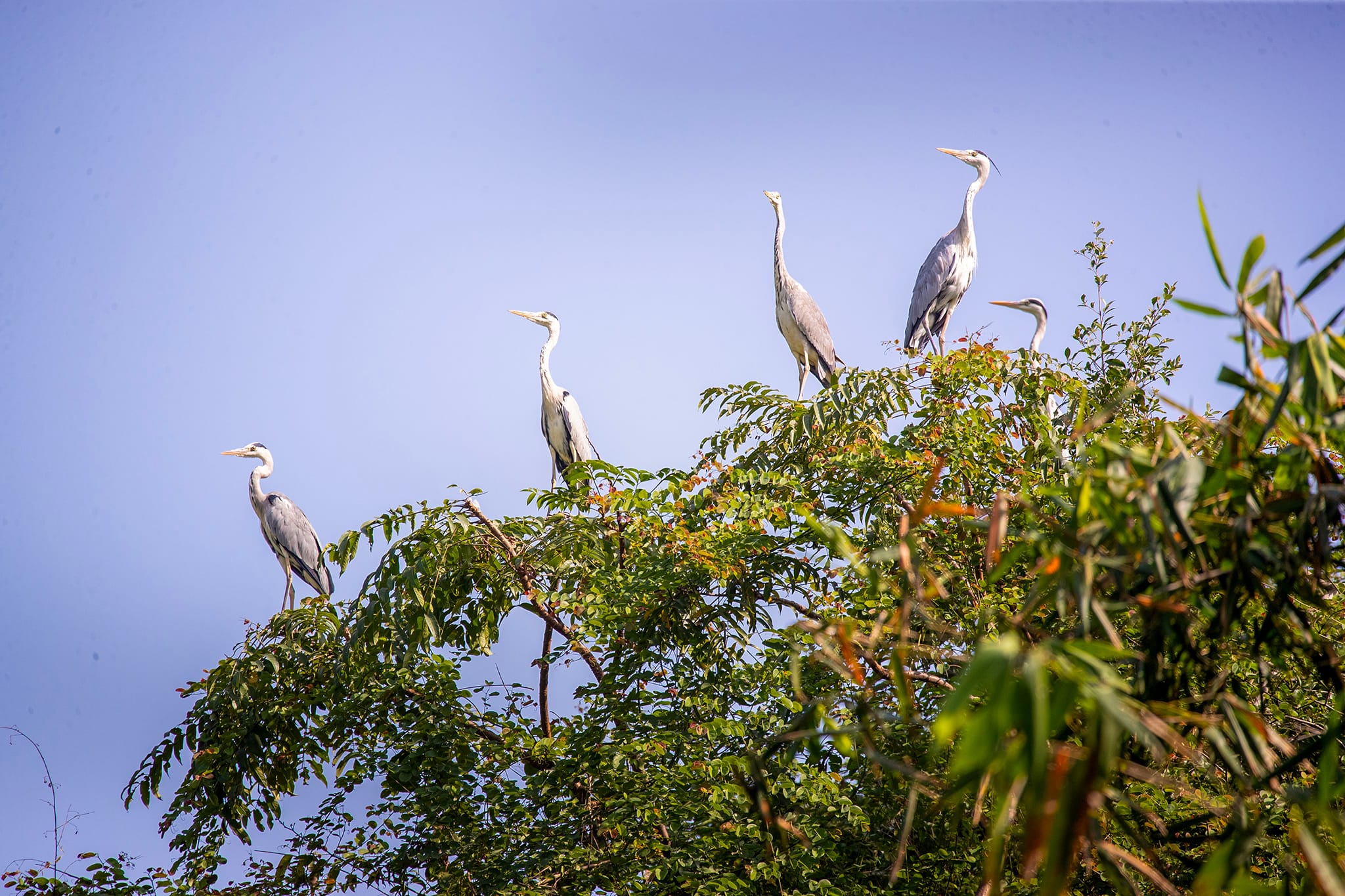 Spotting flocks of storks, herons, and egrets soaring overhead or nesting nearby.