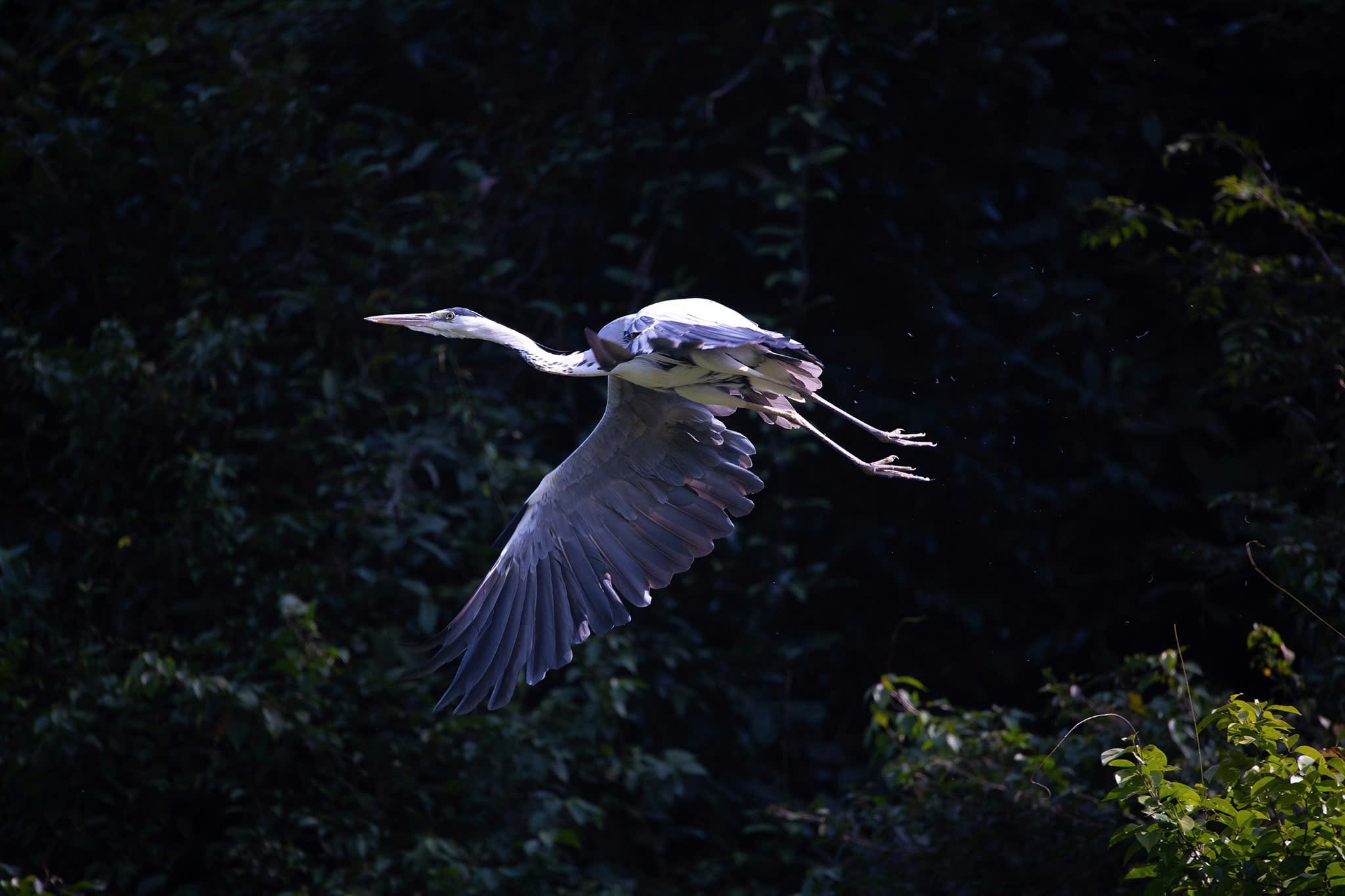 Flocks of thousands of wild storks returning safely to their tree nests over the quiet wetlands. 