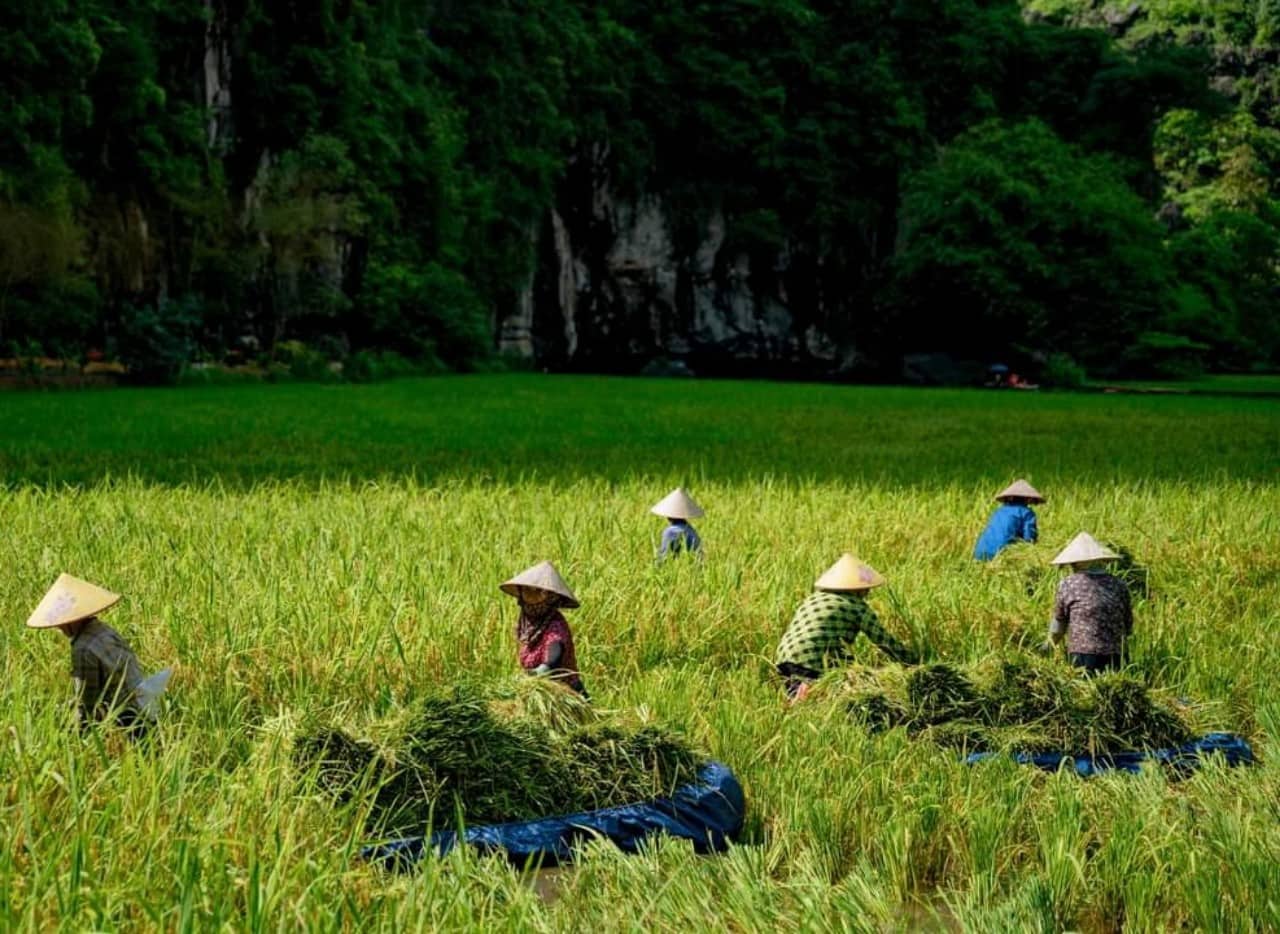 Ninh Binh Weather Guide: Seasons, Temperature & Rainfall Explained Capturing the legendary golden rice harvest, a highlight of the vibrant ninh binh weather in autumn