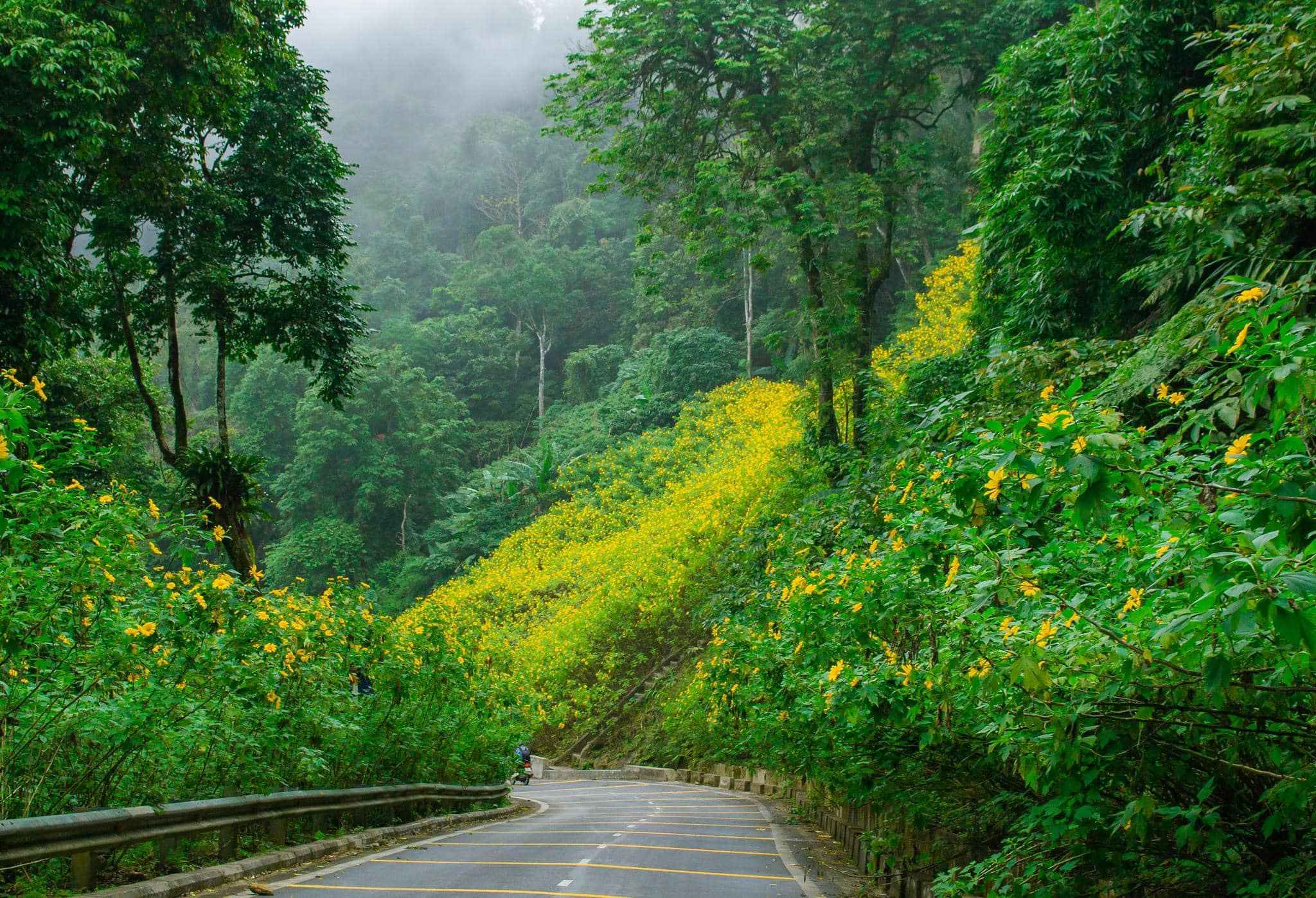 Ninh Binh Weather Guide: Seasons, Temperature & Rainfall Explained Da Quy (Wild Sunflower) season typically occurs from late October to early December, peaking in mid-November
