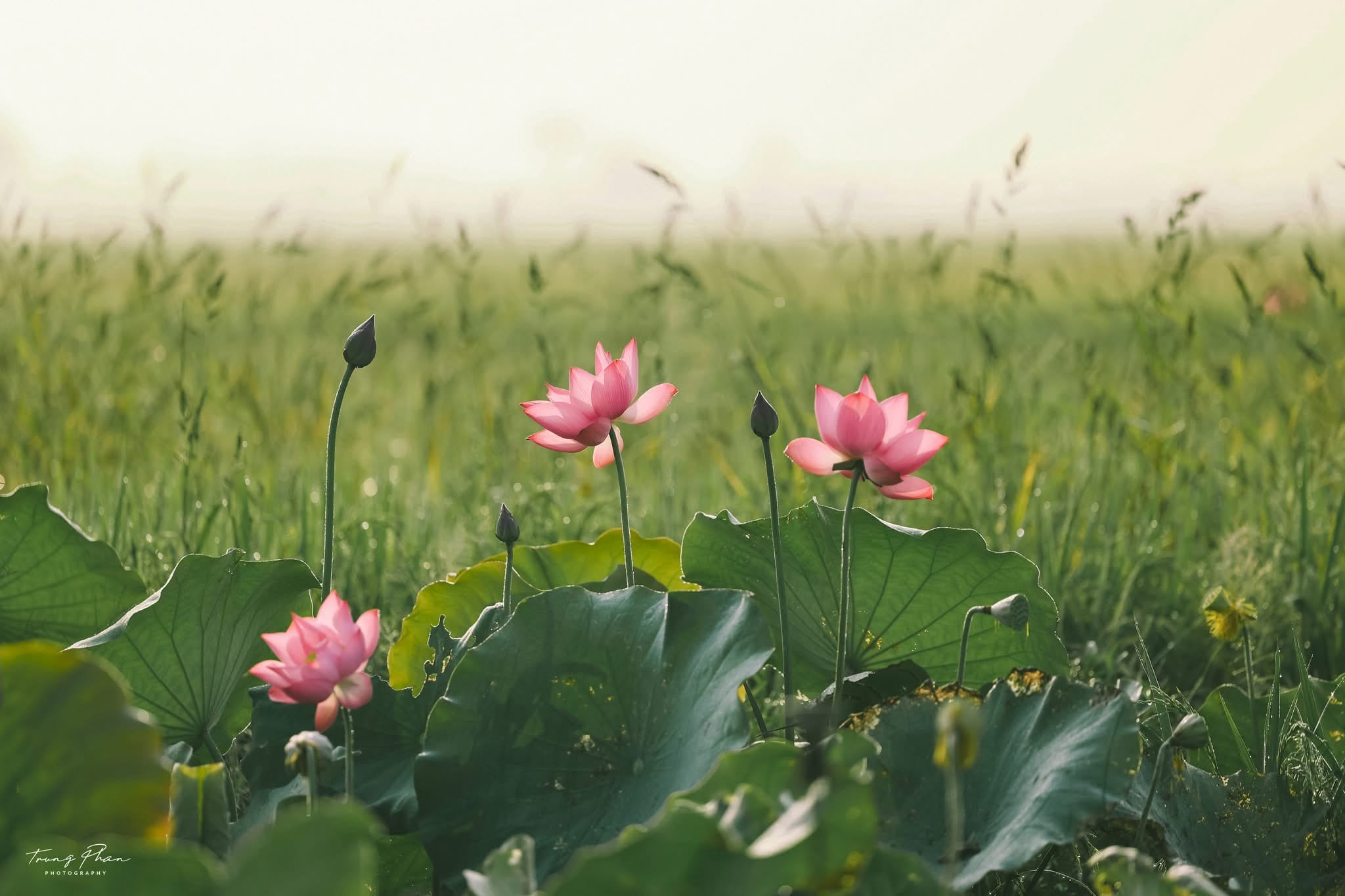 Sustainable Travel Vietnam: A Guide to More Responsible Journeys Embracing mindful itineraries and low-impact exploration on an inspiring sustainable travel vietnam vacation.