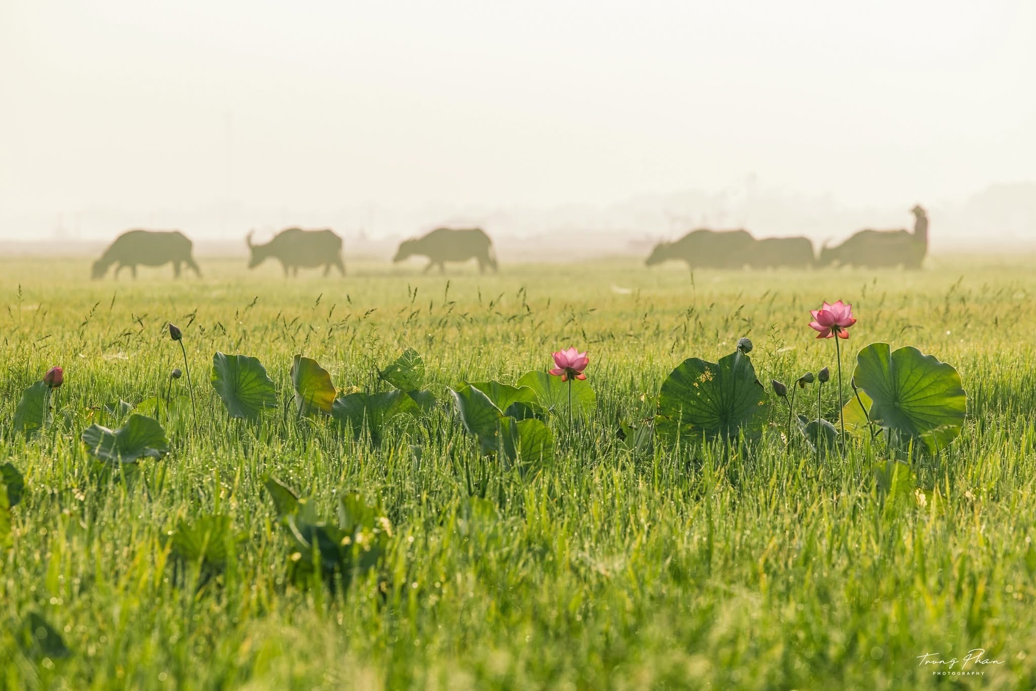 Sustainable Travel Vietnam: A Guide to More Responsible Journeys strolling along a quiet rural lane bordered by towering karst cliffs and lush vegetation.