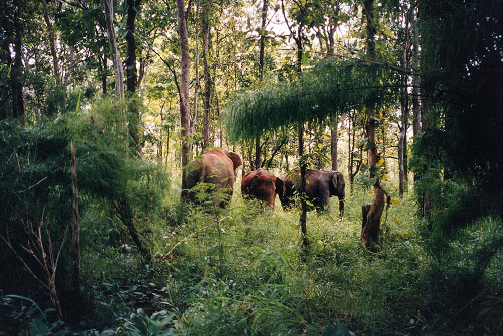 Sustainable Travel Vietnam: A Guide to More Responsible Journeys 16VQGyokdon15