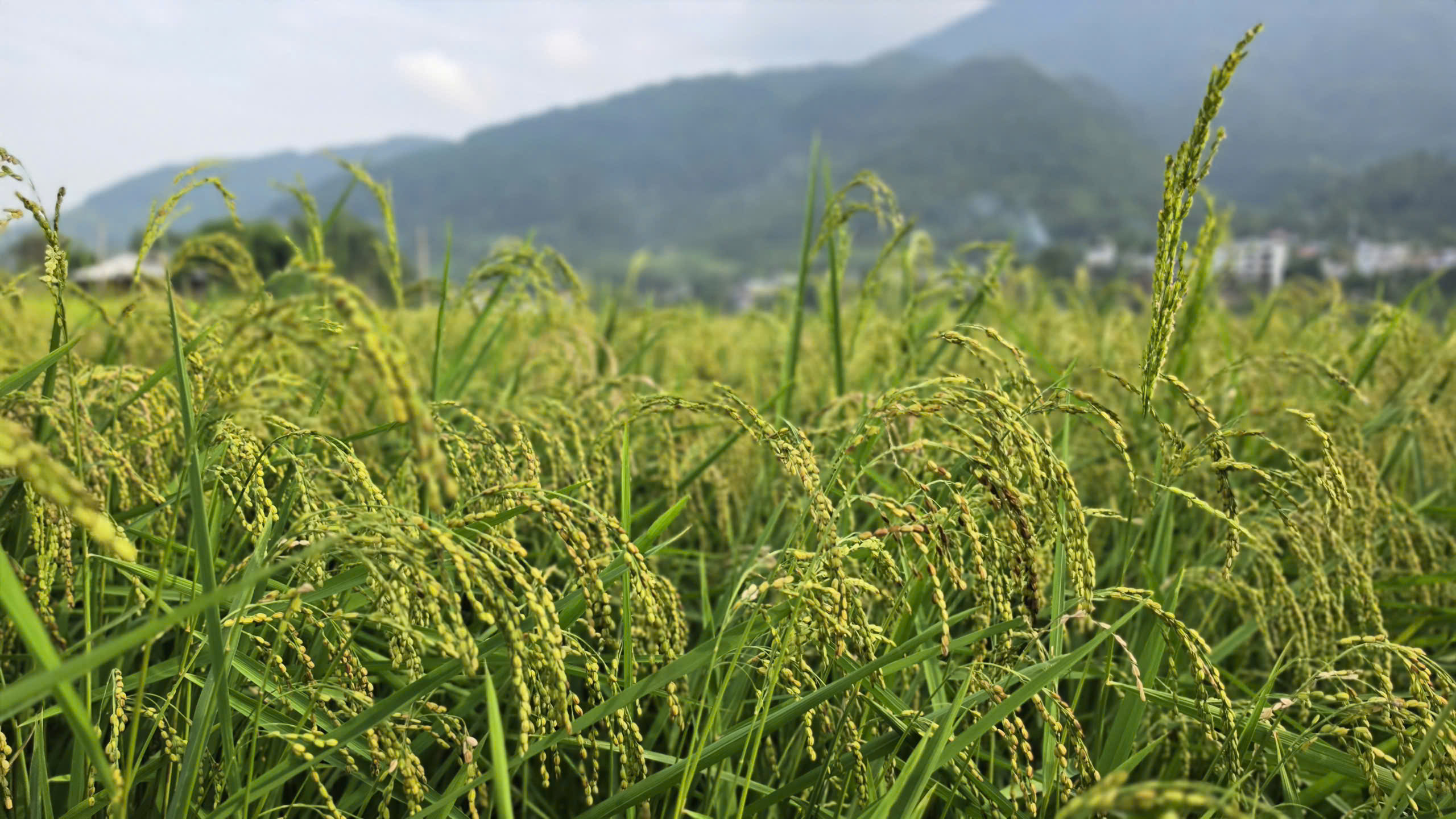 Vietnam Autumn Cuisine: From Green Rice to Warm Desserts From Hanoi to the highlands, rice takes many delicious forms.